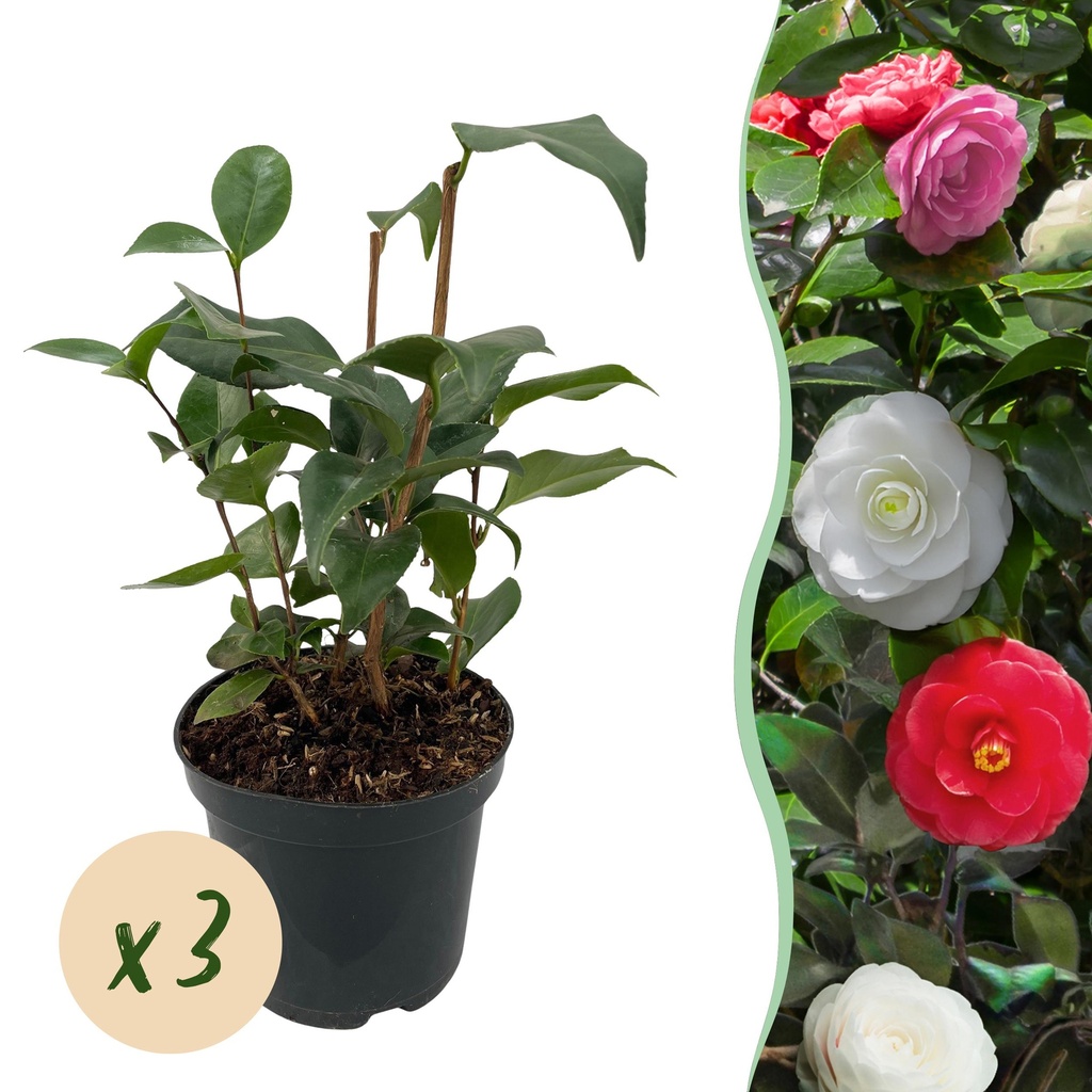 Sträucher - Kamelie 'Tricolour' - Blüten in Rosa, Weiß und Rot - 3 Pflanzen - 1 m² - Immergrün - Topf 15 cm, Höhe 30 cm