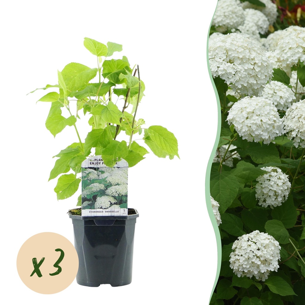 Rispenhortensie - Hydrangea arborescens Annabelle - Blüte Weiß - 3 Pflanzen - 1 m² - Laubabwerfend - Große Blüten - Topf 17 cm Höhe 50 cm