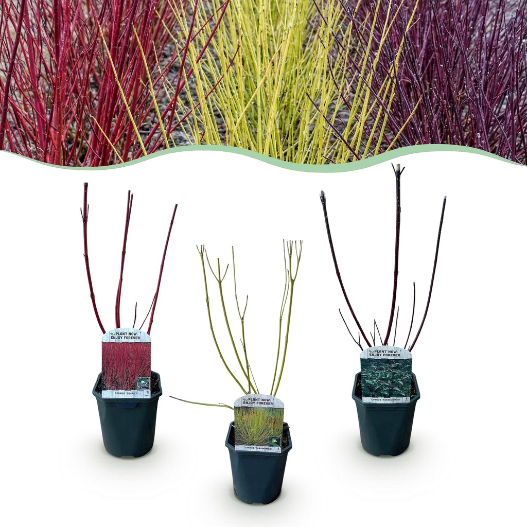 Sträucher - Cornus alba Tricolour - Kombination aus roten, grünen und lila Zweigen - 3 Pflanzen - Laubabwerfend - Wenig Pflege - Topf 17cm Höhe 45cm