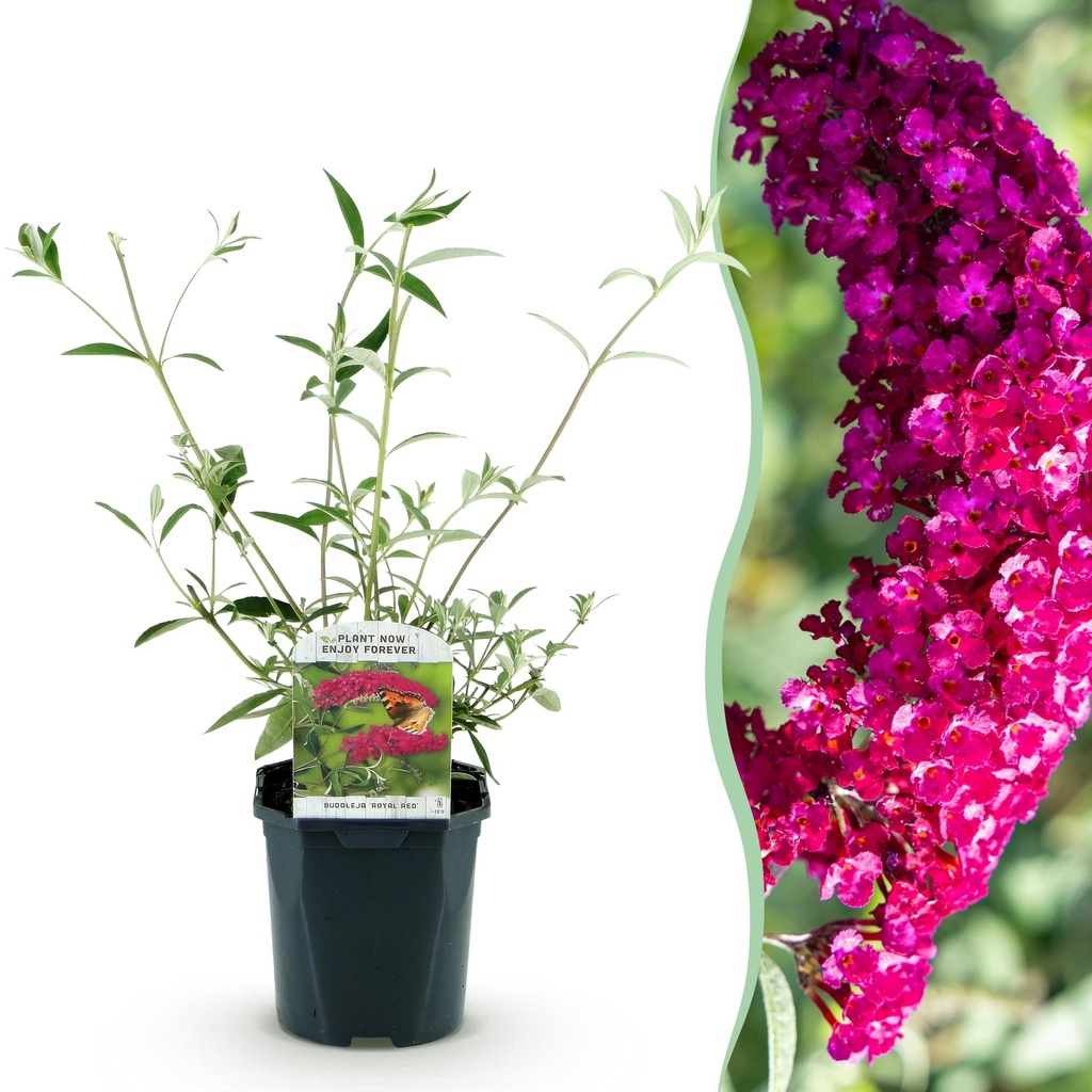 Gartenpflanze - Buddleja davidii Royal Red - Schmetterlingsstrauch - Winterhart - Rot - 1 Pflanze - Topf 17cm - Höhe 45cm
