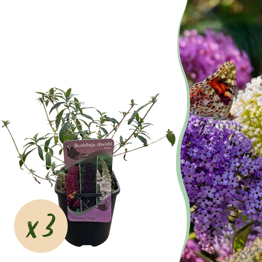 Schmetterlingsstrauch (Buddleja davidii) – winterharter Schmetterlingsstrauch, Höhe ca. 17 cm
