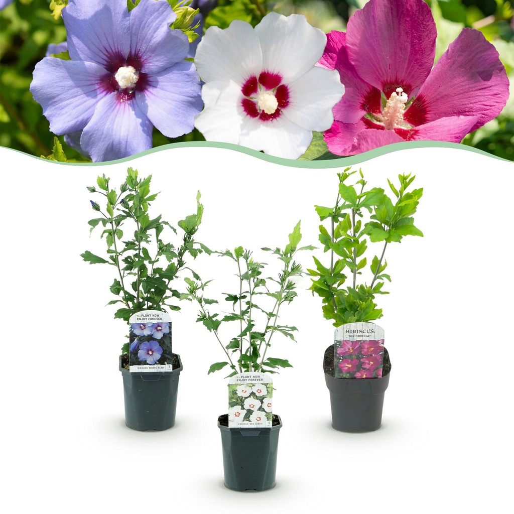 Sträucher - Hibiscus syriacus Tricolour - Blüte Rosa, Weiß und Blau - 3 Pflanzen - Laubabwerfend - Wenig Pflegeaufwand - Topf 17cm Höhe 45cm