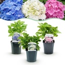 Bauernhortensie (Hydrangea macrophylla) – winterharter Zierstrauch, Höhe ca. 17 cm