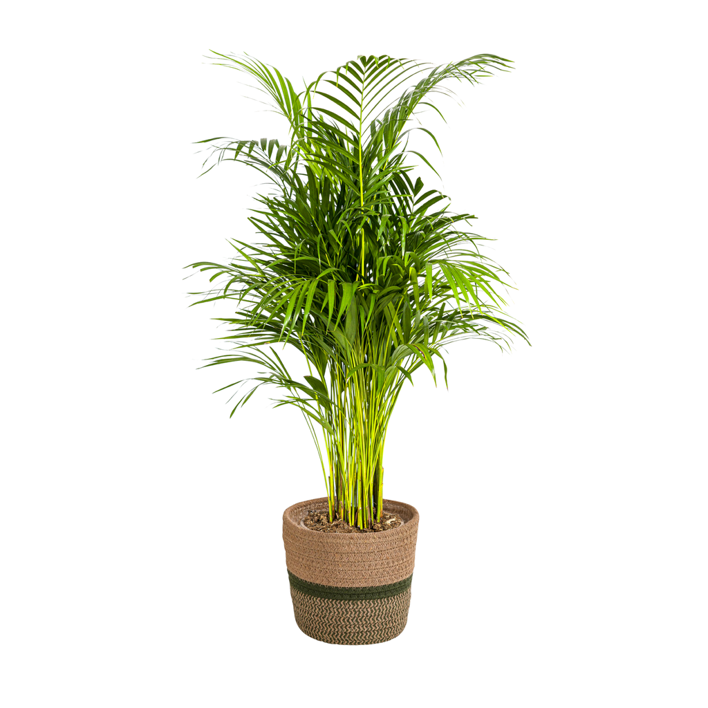 Dypsis Areca Lutescens mit Korb Ø21cm - ↕100 - 120cm
