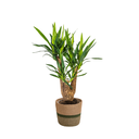 Palmlilie (Yucca elephantipes) – pflegeleichte Zimmerpflanze, im Dekokorb, Topf-Ø 21 cm, Höhe ca. 21 cm