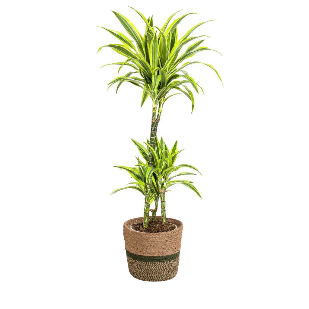 Drachenbaum (Dracaena deremensis) – pflegeleichte Zimmerpflanze, im Dekokorb, Topf-Ø 21 cm, Höhe ca. 21 cm