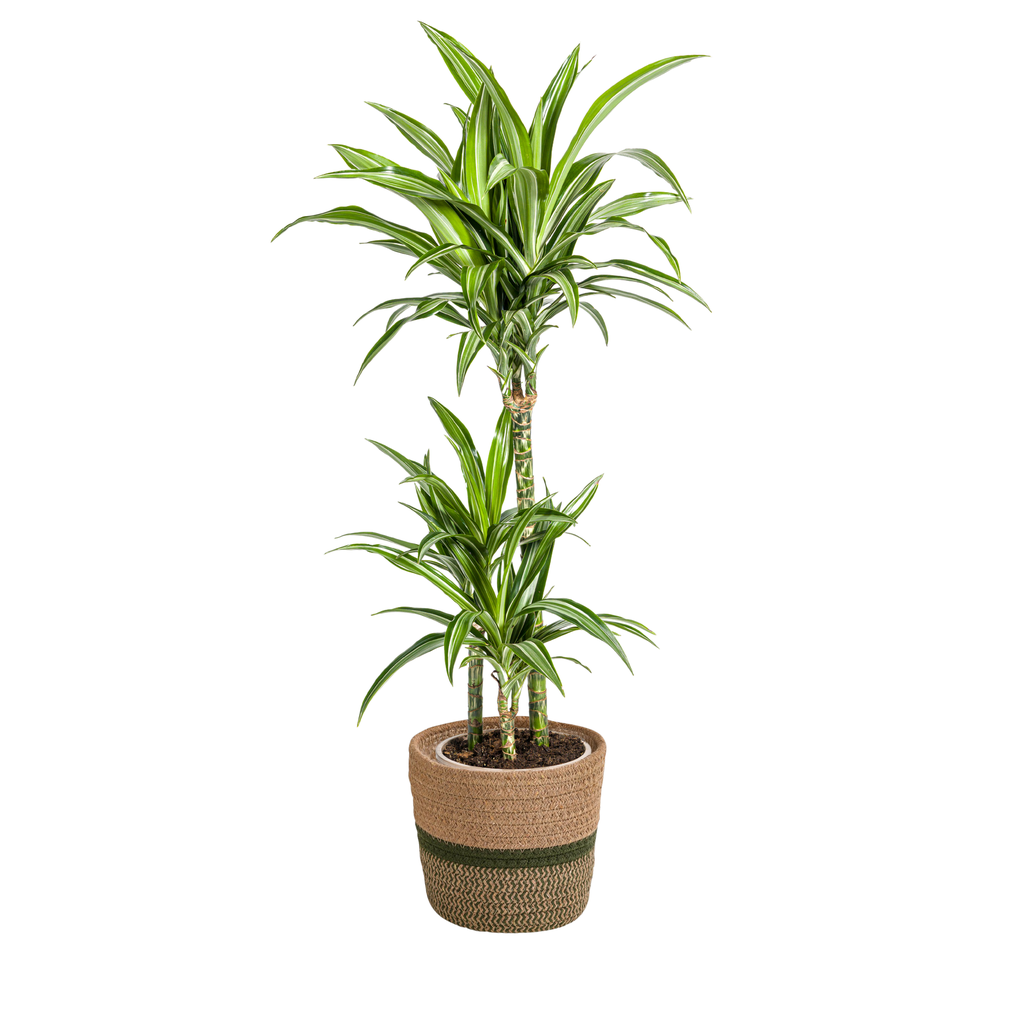 Drachenbaum (Dracaena deremensis) – pflegeleichte Zimmerpflanze, im Dekokorb, Topf-Ø 21 cm, Höhe ca. 21 cm