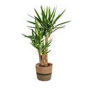 Palmlilie (Yucca elephantipes) – pflegeleichte Zimmerpflanze, im Dekokorb, Topf-Ø 24 cm, Höhe ca. 24 cm