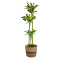 Dracaena Fragrans Golden Coast mit Korb Ø24cm - ↕130 - 150cm