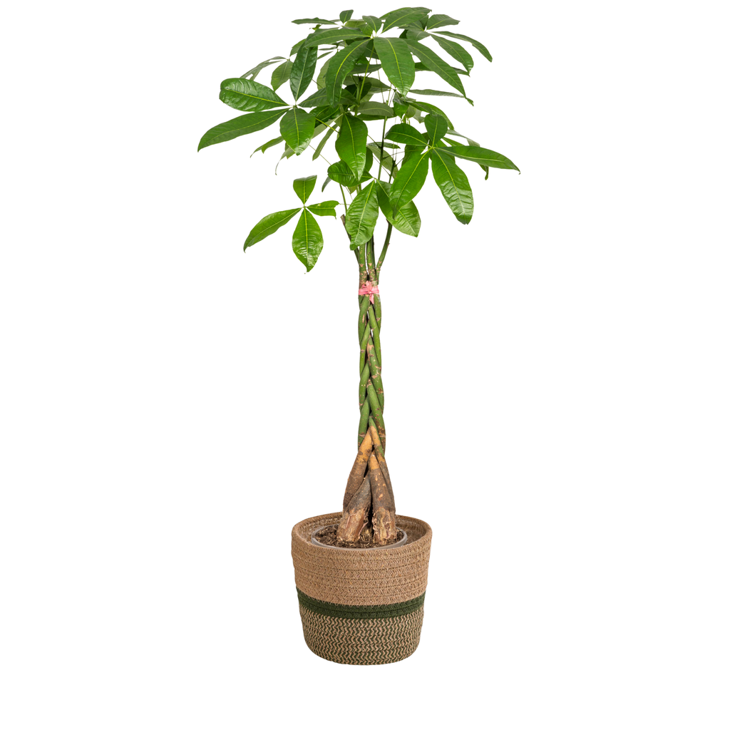 Glückskastanie (Pachira aquatica) – pflegeleichte Zimmerpflanze, im Dekokorb, Topf-Ø 24 cm, Höhe ca. 24 cm