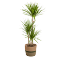 Drachenbaum (Dracaena marginata) – pflegeleichte Zimmerpflanze, im Dekokorb, Topf-Ø 21 cm, Höhe ca. 21 cm