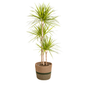 Drachenbaum (Dracaena marginata) – pflegeleichte Zimmerpflanze, im Dekokorb, Topf-Ø 24 cm, Höhe ca. 24 cm