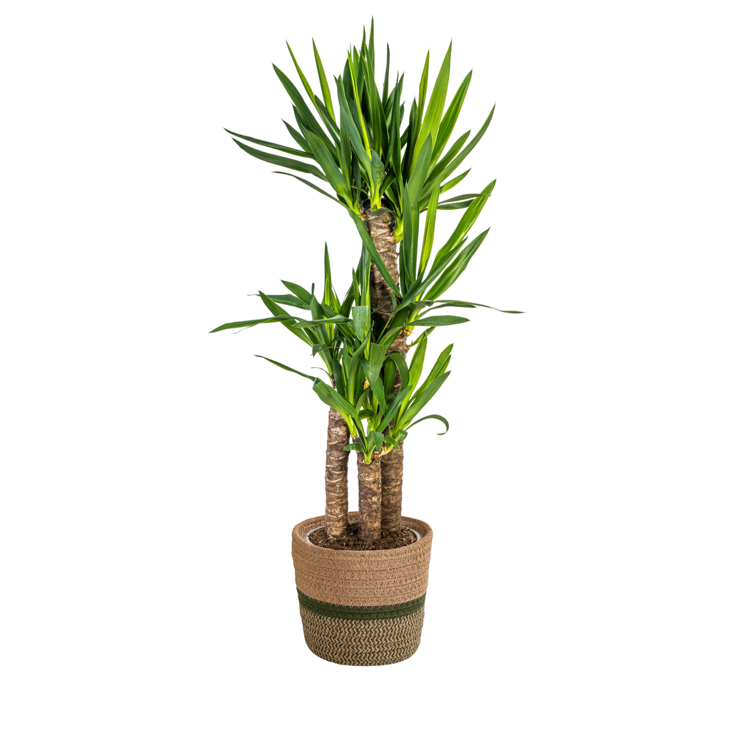Riesen-Palmlilie (Yucca elephantipes) – pflegeleichte Zimmerpflanze, im Dekokorb, Topf-Ø 21 cm, Höhe ca. 21 cm