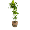 Drachenbaum (Dracaena deremensis) – pflegeleichte Zimmerpflanze, im Dekokorb, Topf-Ø 24 cm, Höhe ca. 24 cm