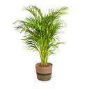Goldfruchtpalme (Dypsis arenarum) – pflegeleichte Zimmerpflanze, im Dekokorb, Topf-Ø 24 cm, Höhe ca. 24 cm
