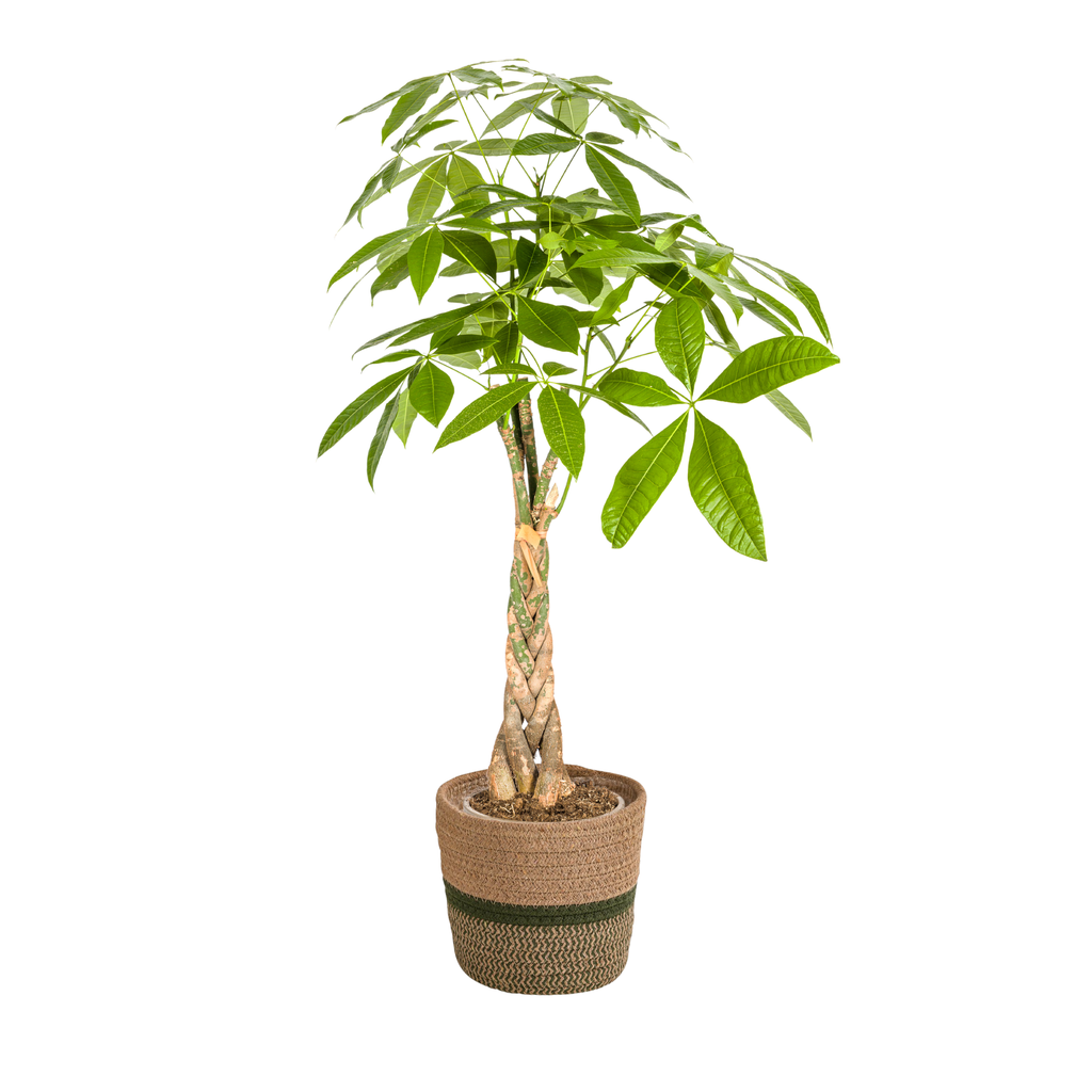 Glückskastanie (Pachira aquatica) – pflegeleichte Zimmerpflanze, im Dekokorb, Topf-Ø 21 cm, Höhe ca. 21 cm