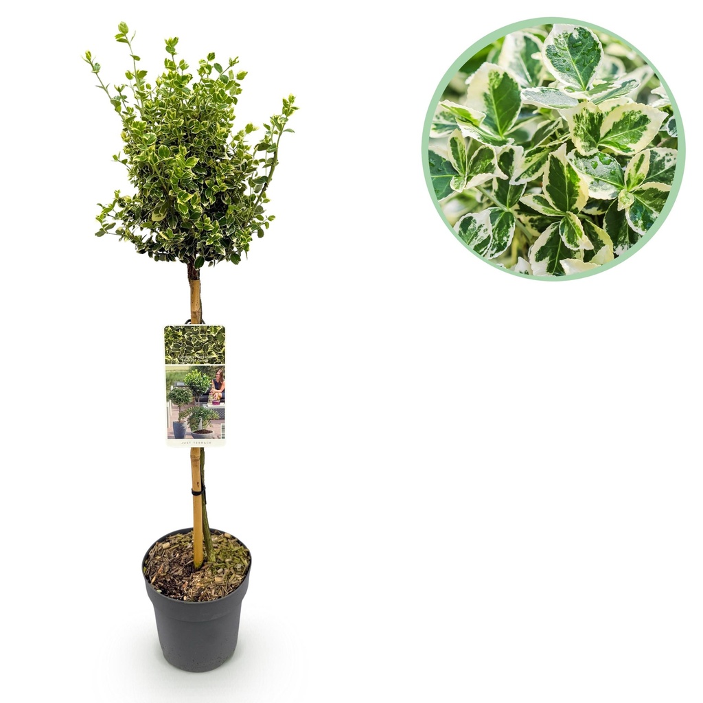 Stammpflanze - Euonymus fortunei 'Emerald Gaiety' - Terrassenpflanze - Immergrün - Winterhart - Grün-graues Blatt - Topf 19 cm, Höhe 90 cm