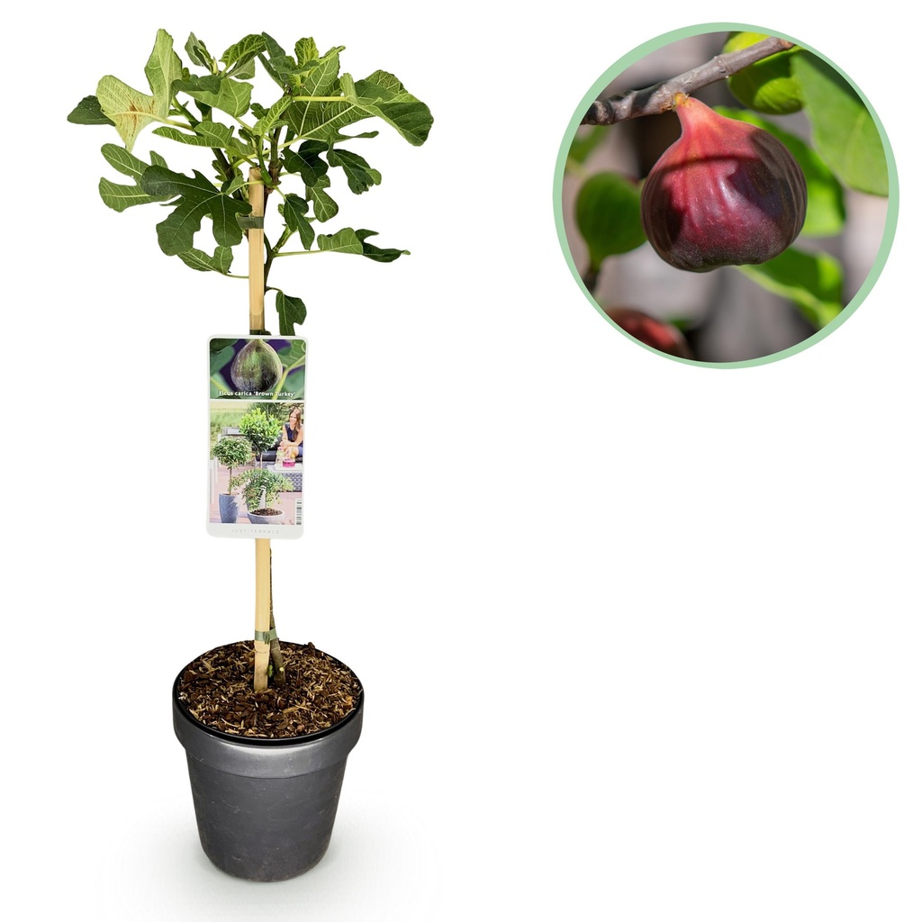 Stämmchen - Ficus carica Brown Turkey - Terrassenpflanze - Laubabwerfend - Winterhart - Grüne Frucht - Topf 19cm Höhe 90cm