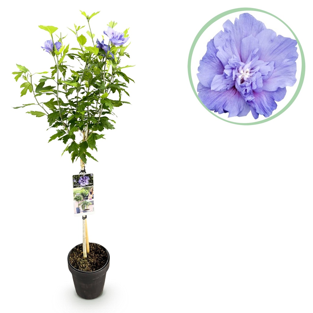 Gartenpflanze - Hibiscus syriacus Blue Chiffon® - Stämmchen - Terrassenpflanze - Laubabwerfend - Pflegeleicht - Topf 19cm Höhe 90cm