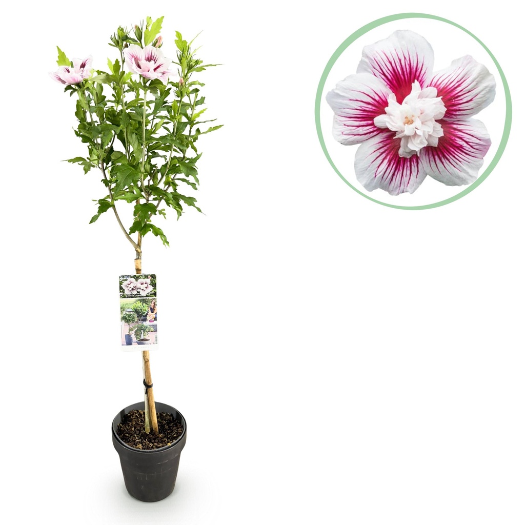 Gartenpflanze - Hibiscus syriacus Starburst Chiffon® - Stamm-Pflanze - Terrassenpflanze - Laubabwerfend - Wenig Pflege - Topf 19cm Höhe 90cm