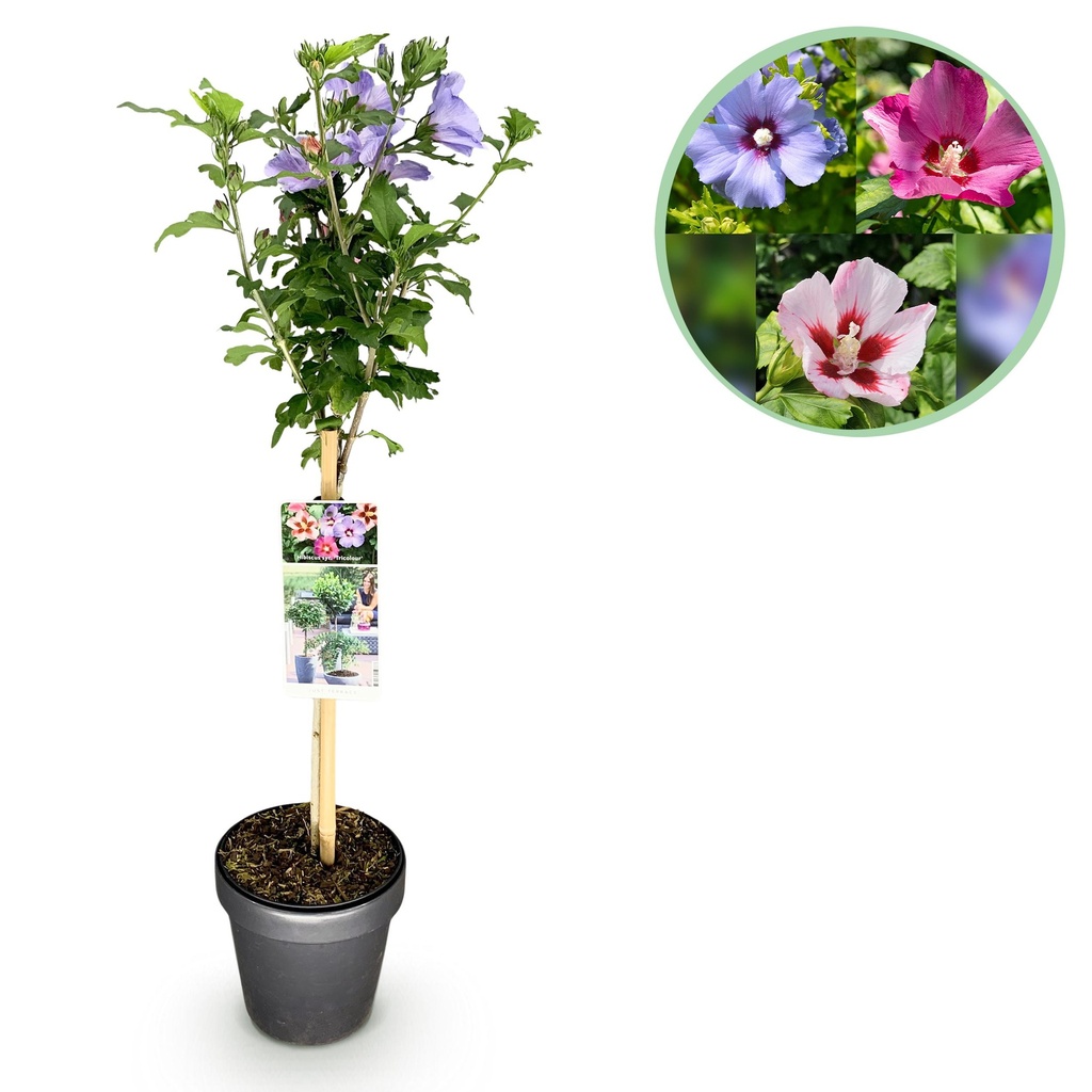 Stamm-Pflanze - Hibiscus syriacus Tricolour - Terrasse Pflanze - Laubabwerfend - Winterhart - Weiße, Rosa, Violette Blüte - Topf 19cm Höhe 90cm