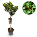 Fruchtende Stechpalme (Ilex meserveae) – winterharter immergrüner Strauch, Höhe ca. 19 cm