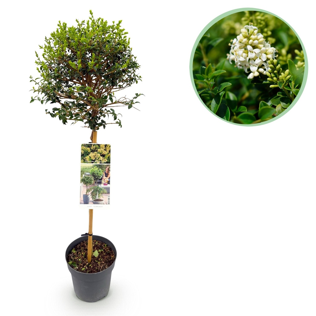Stammpflanze - Ligustrum delavayanum - Terrassenpflanze - Immergrün - Winterhart - Grüne Blätter - Topf 19cm Höhe 90cm