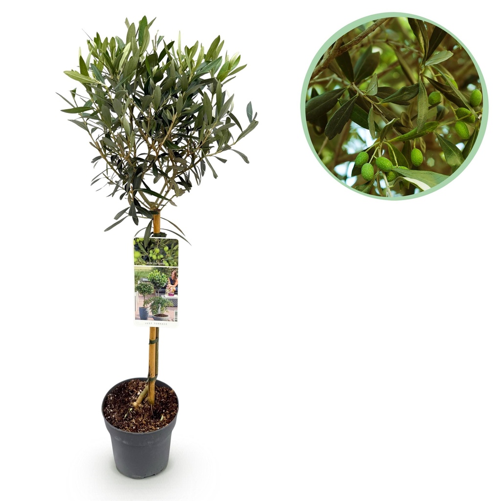 Stamm Pflanze – Olea Europaea – Terrassen Pflanze – Immergrün – Winterhart – Olivenfarbenes Blatt – Topf 19 cm Höhe 90 cm