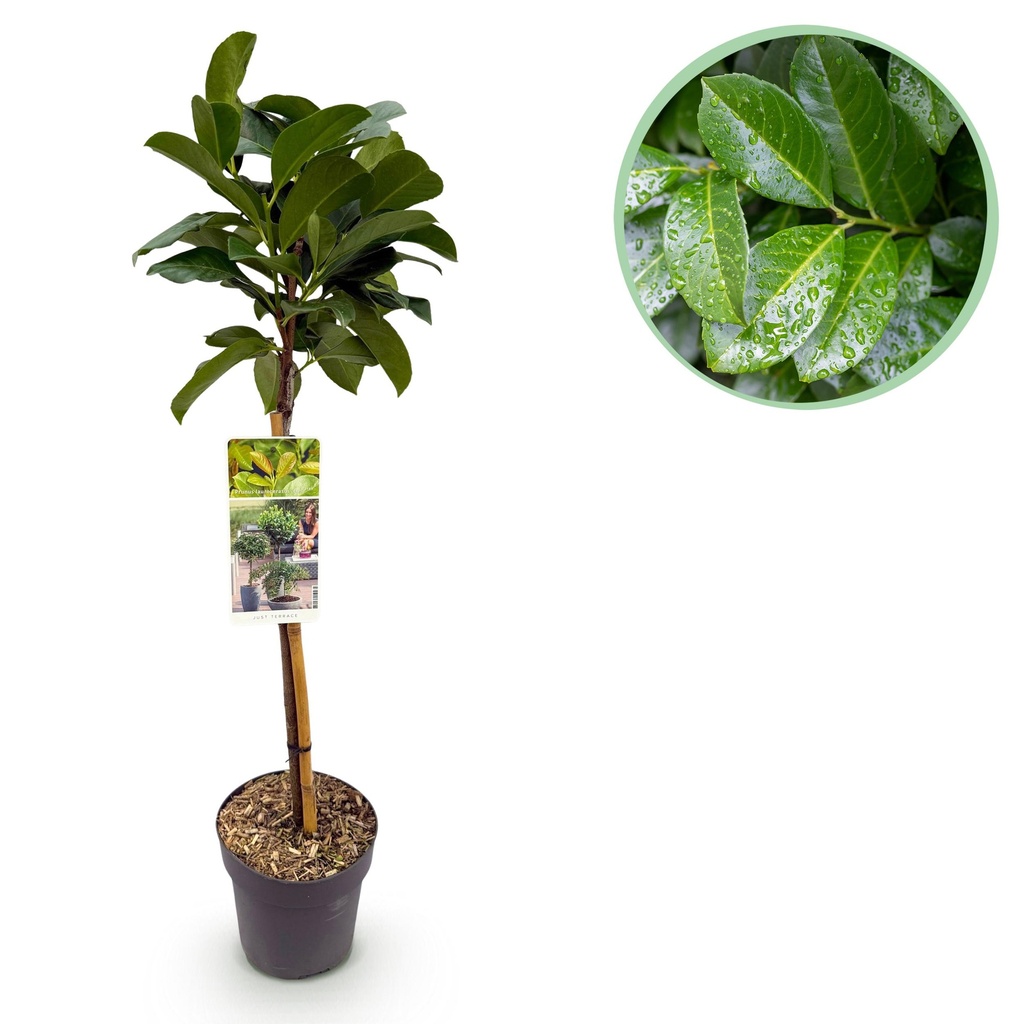Stamm Pflanze – Prunus laurocerasus Etna® – Terrassen Pflanze – Immergrün – Winterhart – Grünes Blatt – Topf 19 cm Höhe 90 cm