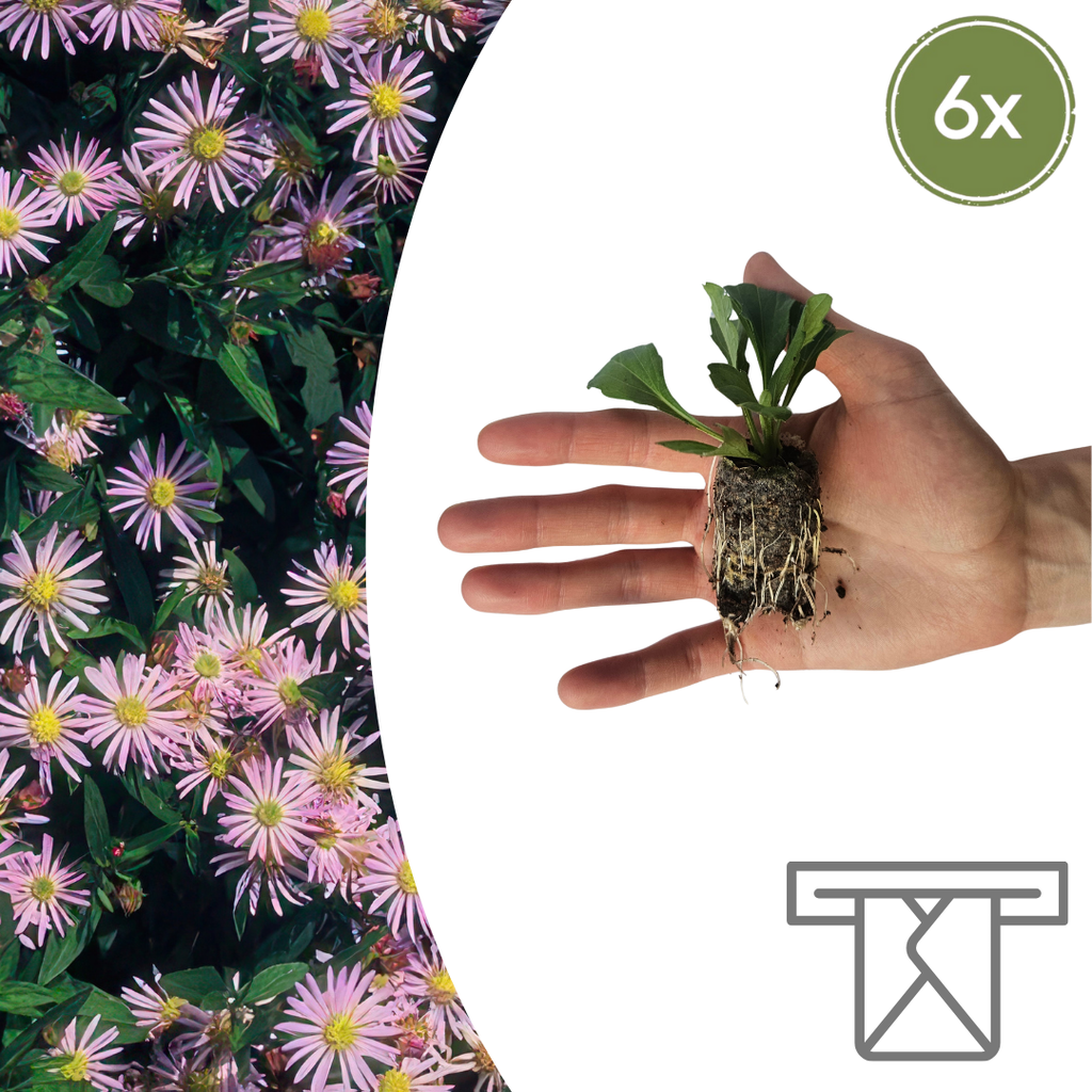 Aster – 6 Pflanzsets | Selbst Anbauen & Einen Farbenfrohen Herbstgarten Genießen!