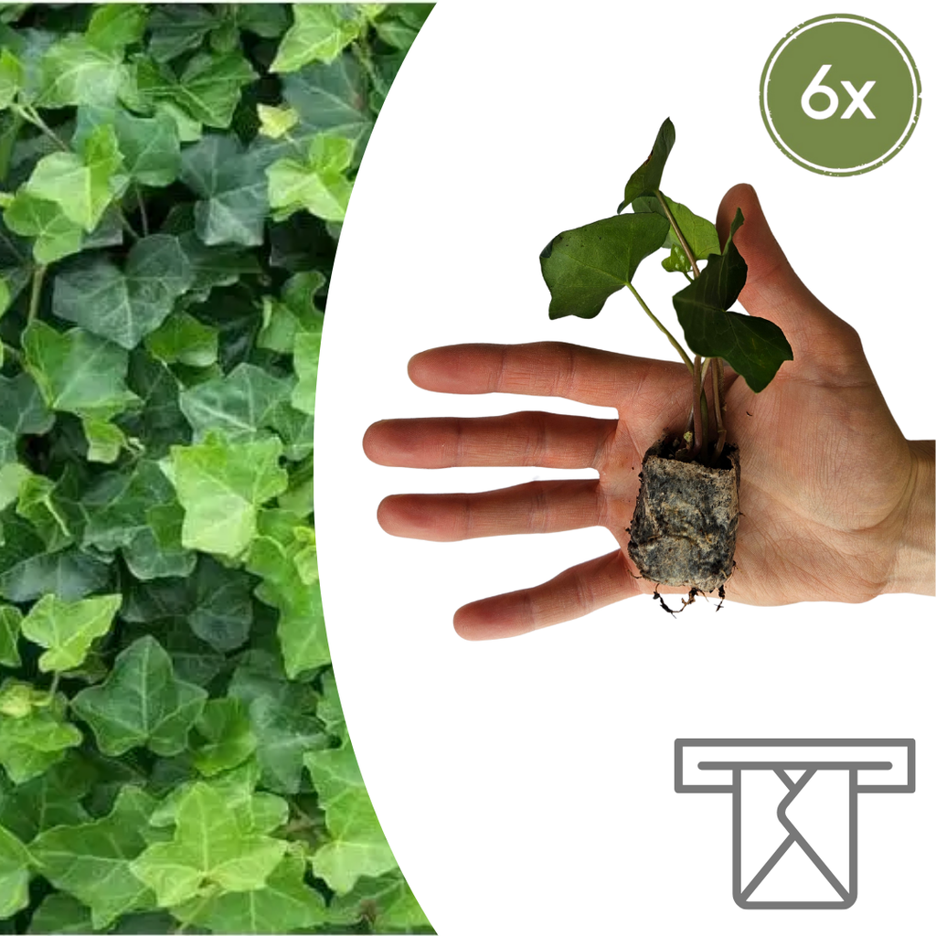 Efeu – 6 Jungpflanzen | Züchten & Genießen Sie Begrünung das Ganze Jahr