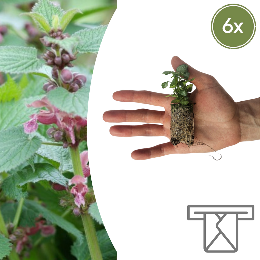 Lamium – 6 Jungpflanzen | Pflanzen & Genießen Sie eine Wunderschöne Bodendecker