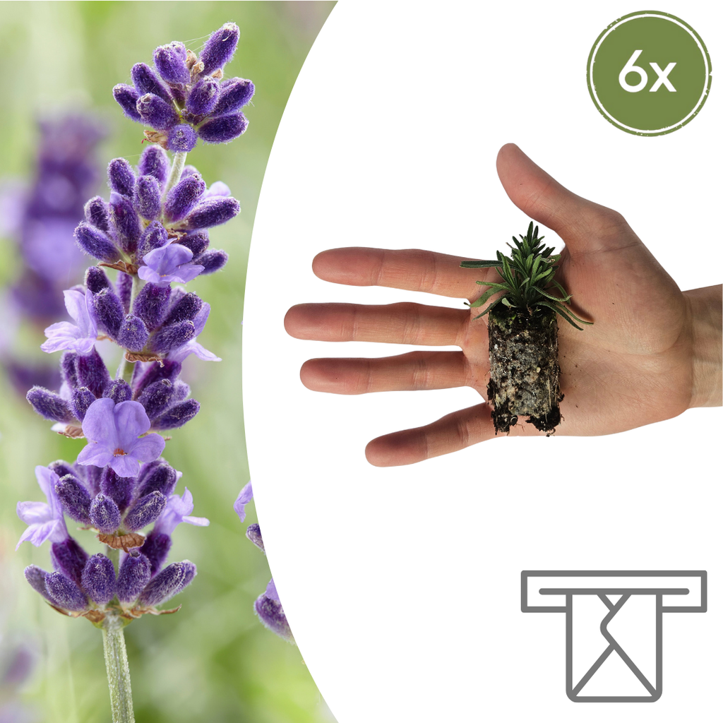 Lavandula 'Hidcote' – 6 Jungpflanzen | Pflanzen & Genießen Sie Duftende Lavendelblüten