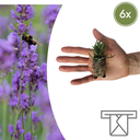 Lavandula 'Munstead' – 6 Jungpflanzen | Pflanzen & Genießen Sie Duftende Lavendel