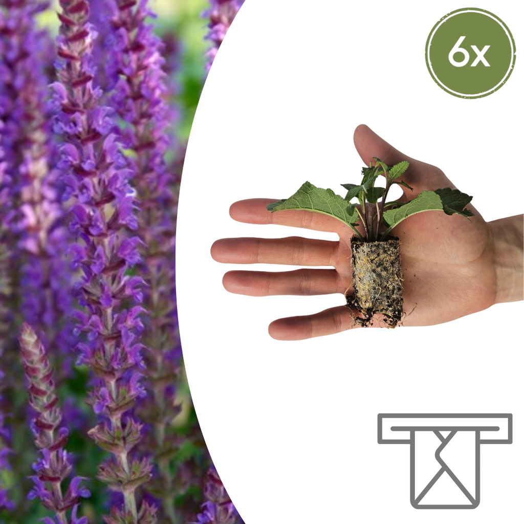 Salvia – 6 Jungpflanzen | Pflanzen & Genießen Sie Schöne Salvia