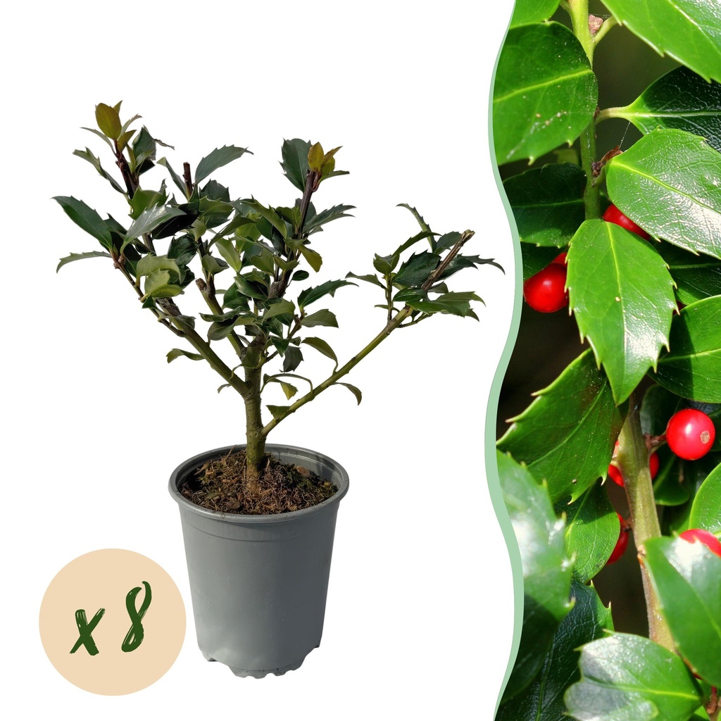 Heckenpflanzen - Ilex Blue maid - Blatt grün - 8 Pflanzen - 1 laufender Meter - immergrün - Topf 9cm Höhe 25-30cm
