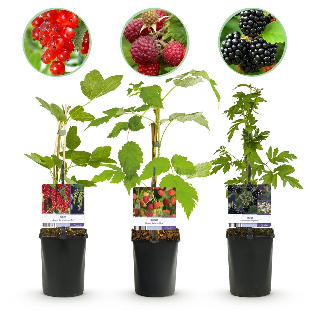 Obstpflanzenmix - Rote Johannisbeere, Rote Himbeere, Schwarze Brombeere - 3 Pflanzen - Topf 11cm Höhe 40cm