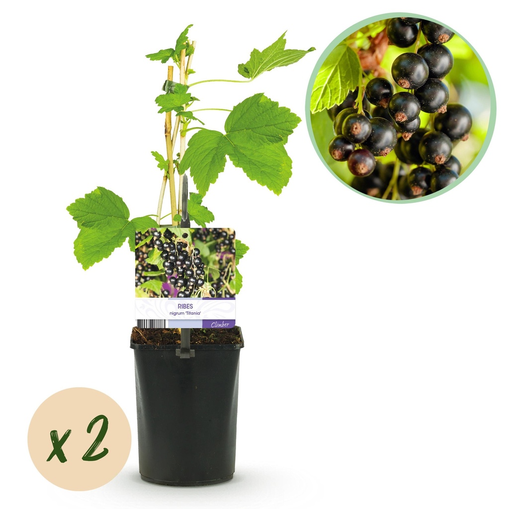 Obstpflanze - Schwarze Johannisbeere - Ribes nigrum Titania - Schwarze Johannisbeere - 2 Pflanzen - Topf 11cm Höhe 40cm