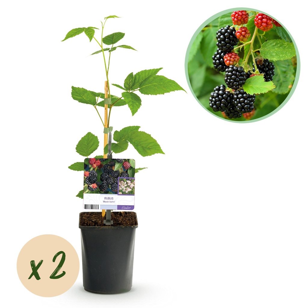 Obstpflanze - Brombeere - Rubus Black Satin - Schwarze Brombeere - Dornenlos - 2 Pflanzen - Topf 11cm Höhe 40cm