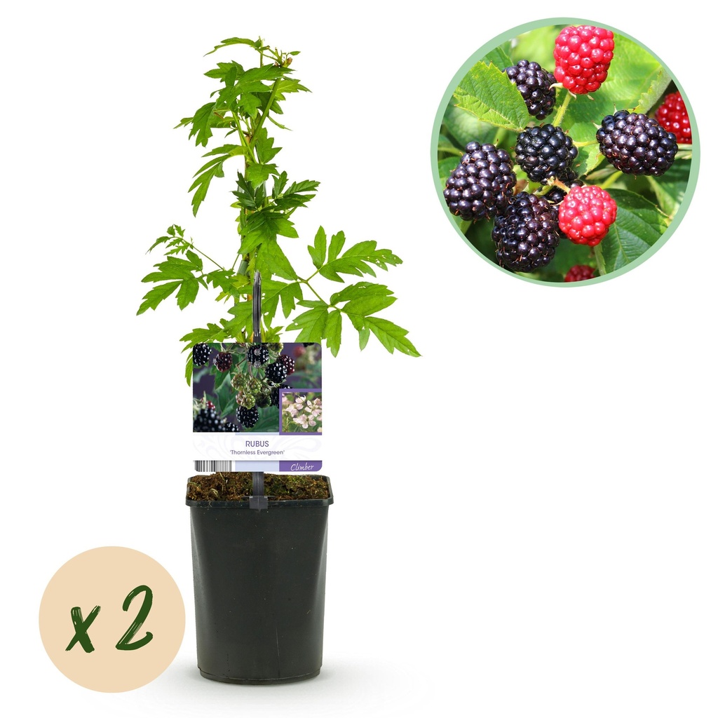 Obstpflanze - Brombeere - Rubus Thornfree Evergreen - Schwarze Brombeere - Dornlos - 2 Pflanzen - Topf 11cm Höhe 40cm