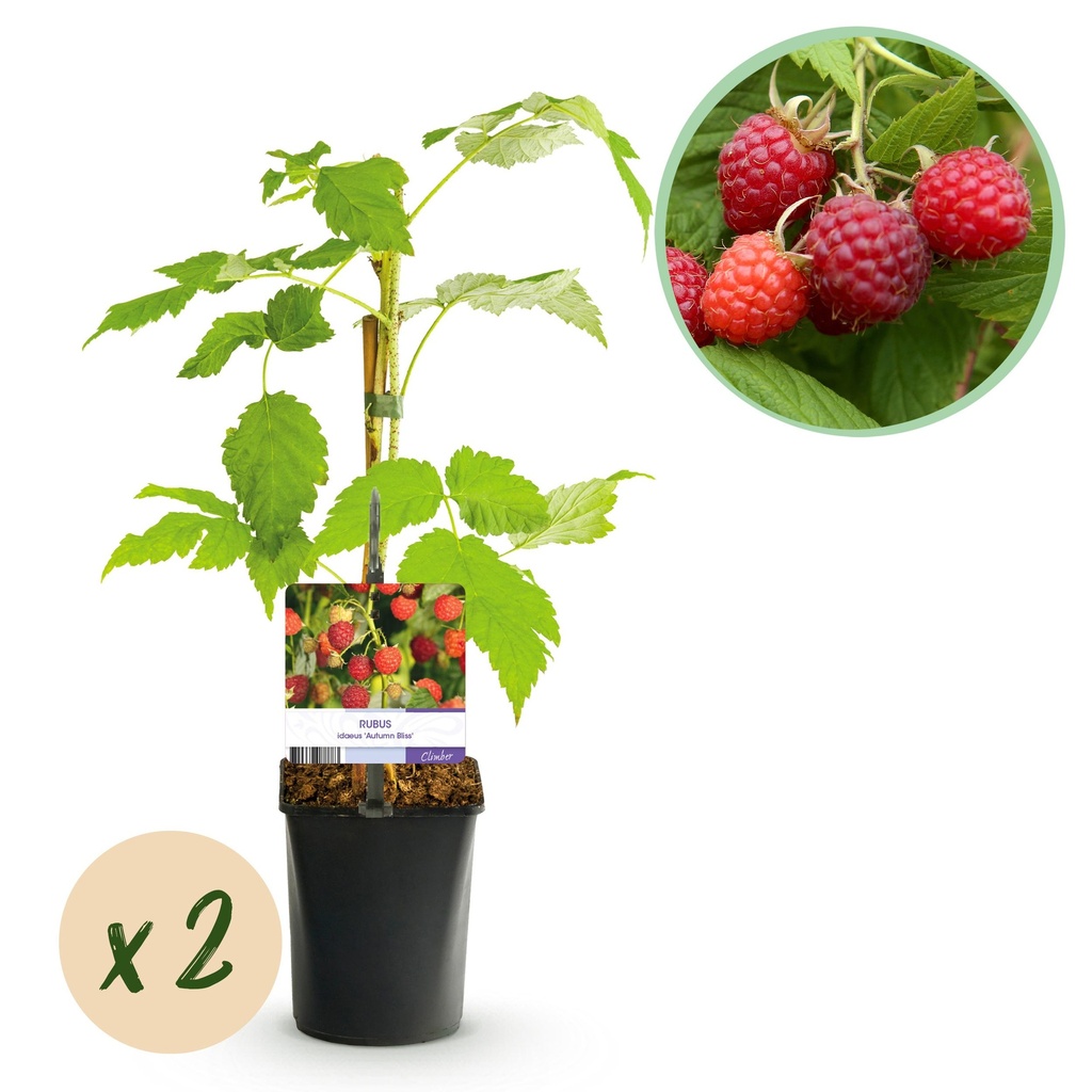 Obstpflanze - Himbeere - Rubus idaeus Autumn Bliss - Rote Himbeere - 2 Pflanzen - Topf 11cm Höhe 40cm