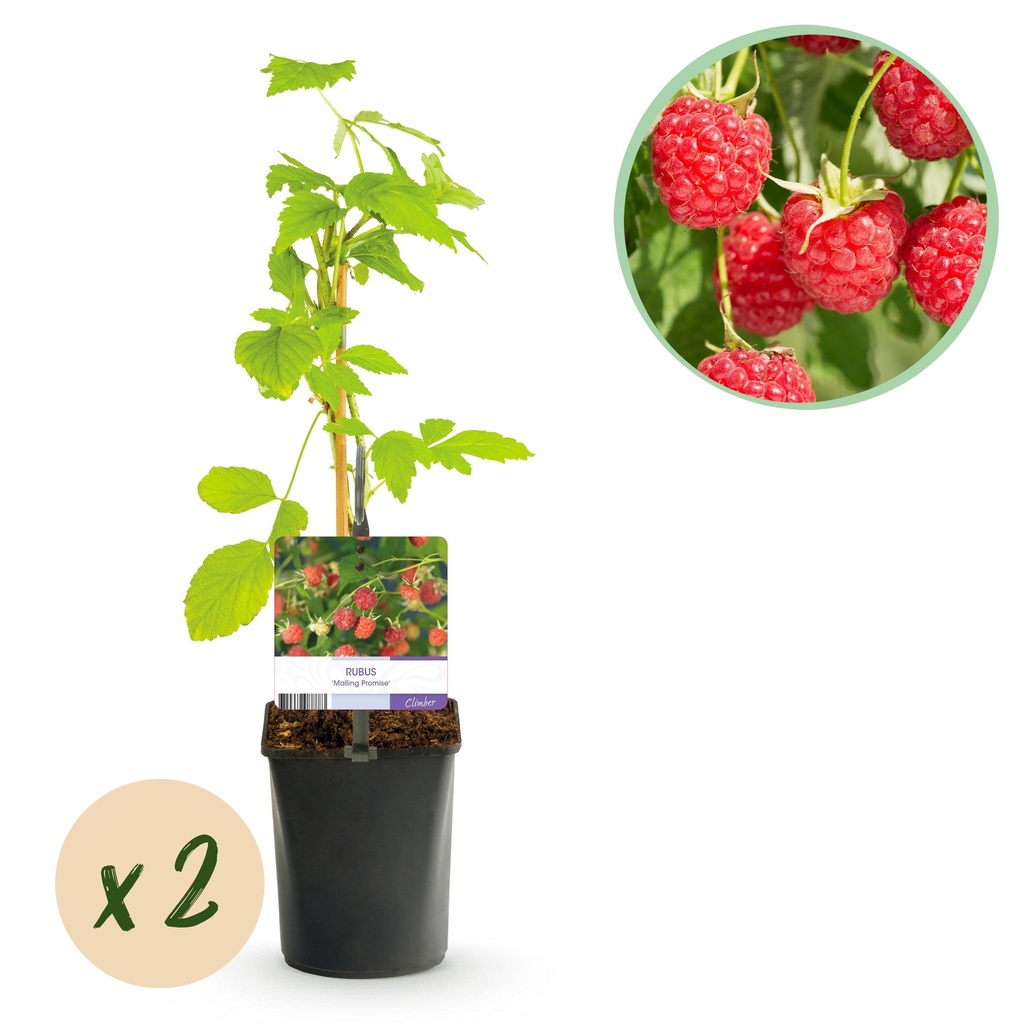Obstpflanze - Himbeere - Rubus Malling Promise - Rote Himbeere - 2 Pflanzen - Topf 11cm Höhe 40cm