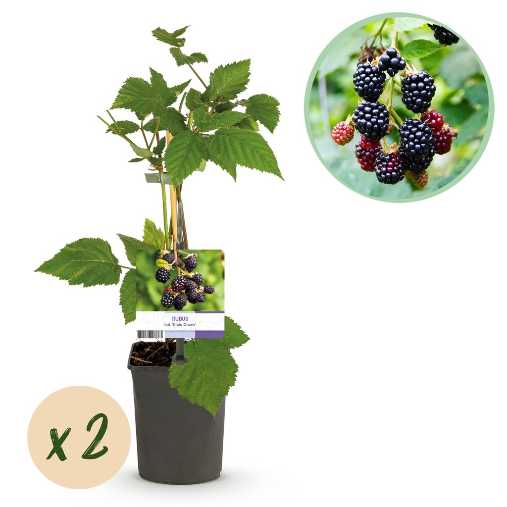 Obstpflanze - Brombeere - Rubus fruticosus Triple Crown - Schwarze Brombeere - Dornenlos - 2 Pflanzen - Topf 11cm Höhe 40cm