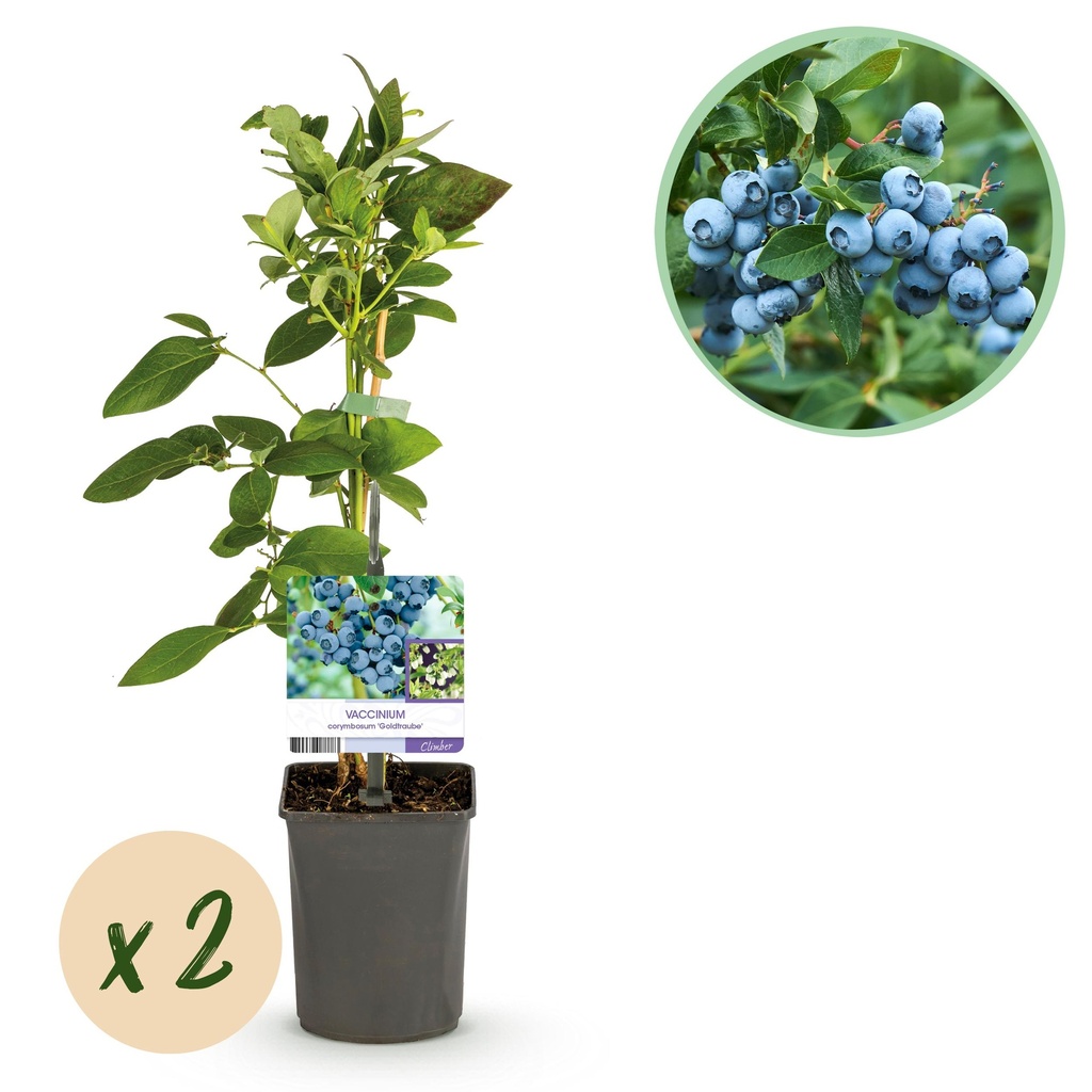 Obstpflanze - Heidelbeere - Vaccinium corymbosum Goldtraube - Blaubeere - Dornenlos - 2 Pflanzen - Topf 11cm Höhe 40cm