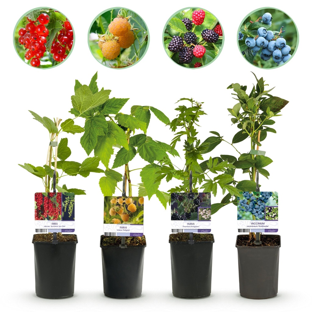 Obstpflanzen-Mix (Obstpflanzenmix) – winterharte Obstpflanzen-Mischung, Höhe ca. 11 cm