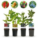 Obstpflanzen-Mix (Obstpflanzenmix) – winterharte Obstpflanzen-Mischung, Höhe ca. 11 cm