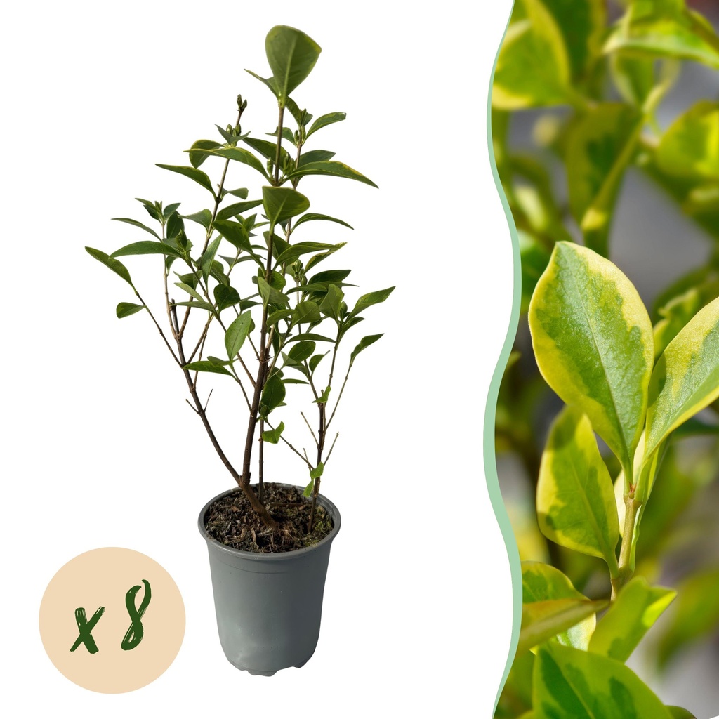 8x Ligustrum ovalifolium Aureum - Buntblättriger Liguster - Heckenpflanzen - Immergrün - Bunt - Topf 9cm - Höhe 35-45cm