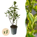 Goldliguster 8er-Set (Ligustrum ovalifolium) – winterharter Strauch, Höhe ca. 9 cm