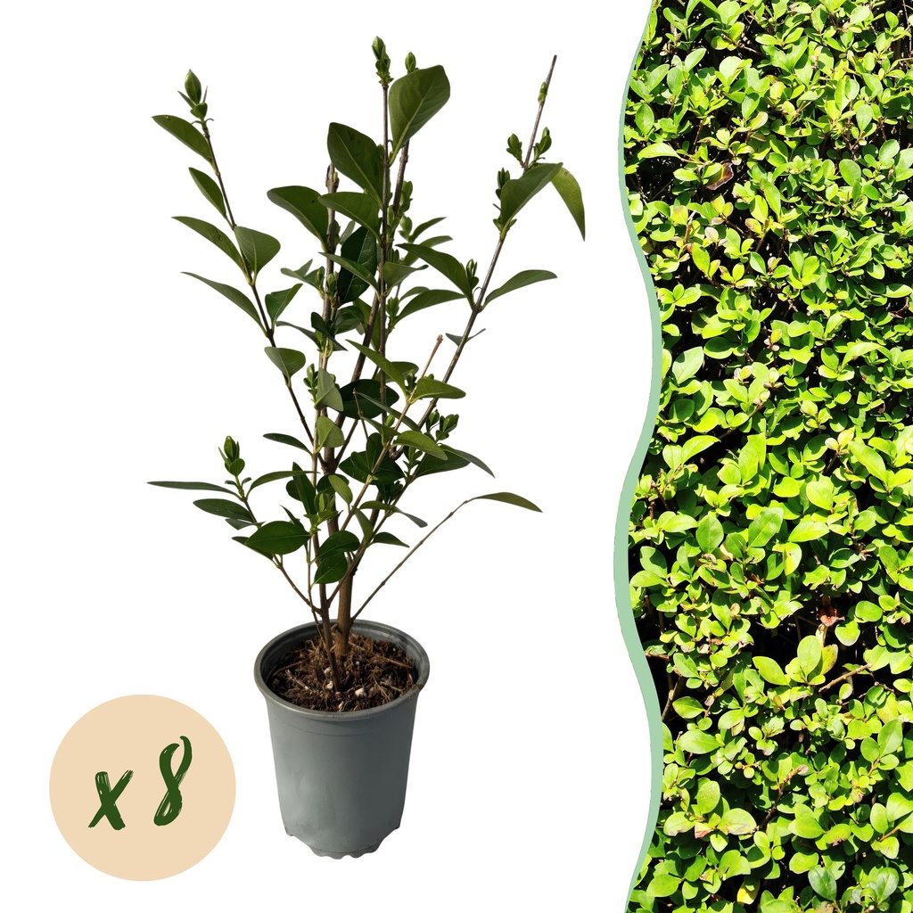 8x Ligustrum ovalifolium - Gewöhnlicher Liguster - Heckenpflanzen - Immergrün - Grün - Topf 9cm - Höhe 35-45cm