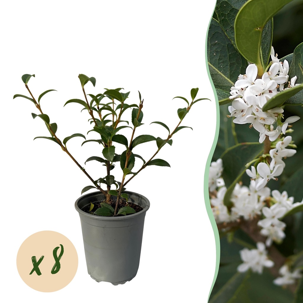 Heckenpflanzen - Osmanthus burkwoodii - Blatt grün - 8 Pflanzen - 1 laufender Meter - immergrün - Topf 9cm - Höhe 25-30cm